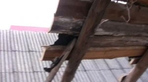 Ремонт старого дома (видео №45). Разборка крыши, день второй!!