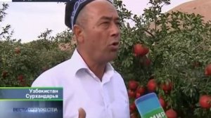 Самые крупные гранаты выращивают в Узбекистане