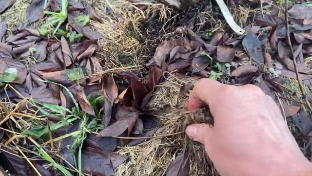 Как зимует наша голубика смотреть онлайн