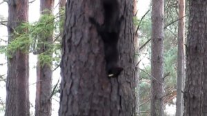 Белочка ест гриб на дереве. Squirrel eating a mushroom on the tree
