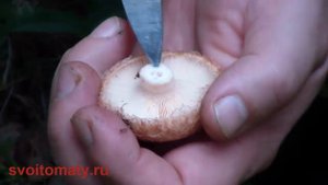 Волнушки