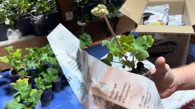 Пополнение коллекционных пеларгоний , расширяем коллекцию смотреть онлайн