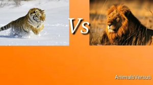 Лев против тигра