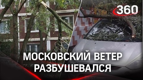 Побитые машины, сломанные деревья: московский ветер разбушевался