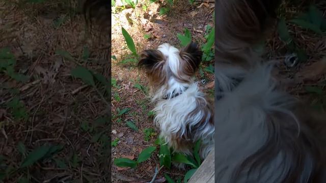 How a dog collects #lilies of the valley Как собака собирает #ландыши