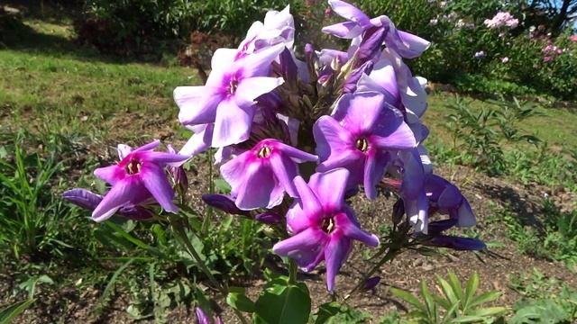 Флокс метельчатый Велегож. Автор: Кругловы Г.В. и И.Н. Год: 2007. смотреть онлайн