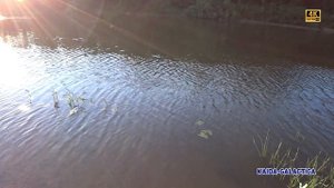 Рыбалка фидером на Днепре. Поймали рыбу из КРАСНОЙ КНИГИ. Голавль на фидер. Рыба мирон и подуст.