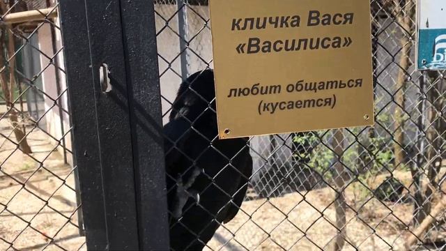 Василиса прекрасная и шикарный павлин! Тайган Vasilisa is beautiful and gorgeous peacock! Taigan смотреть онлайн