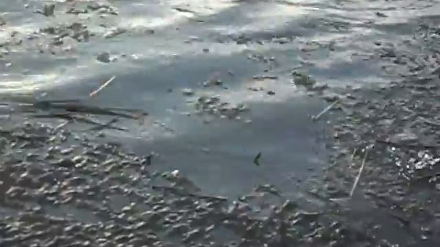 Мертвая рыба с.Александровки смотреть онлайн