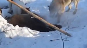 ОХОТА НА МЕДВЕДЯ В ТАЙГЕ С ЛАЙКАМИ НА БЕРЛОГЕ