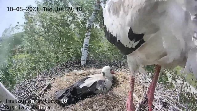 Попросил Степу протереть камеру от пятен смотреть онлайн