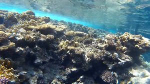 Кораллы красного моря _ The corals of the red sea (1)