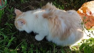 Земляные крысы!