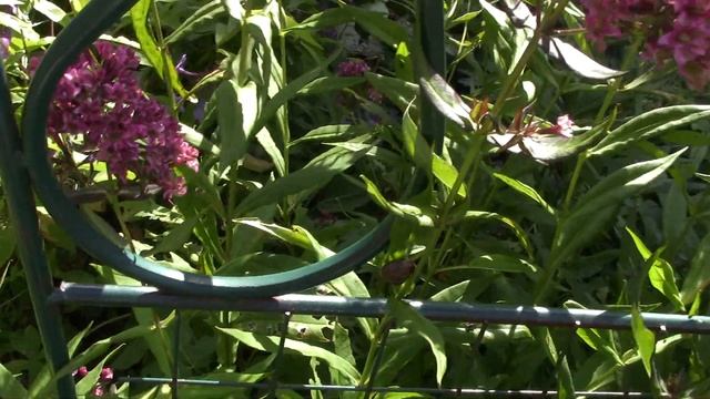 Шикарные флоксы. Нейчерел филингс и Пур (Pure) филингс смотреть онлайн