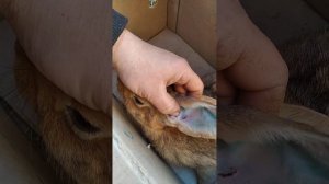 Что делать если дерутся кролики!