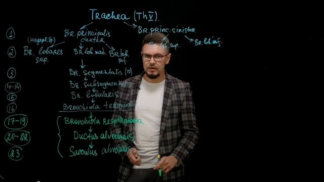 Ветвление бронхиального и альвеолярного деревьев