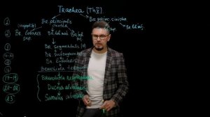 Ветвление бронхиального и альвеолярного деревьев
