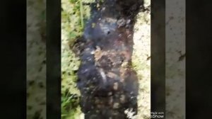 Коп в Карелии 2018 года