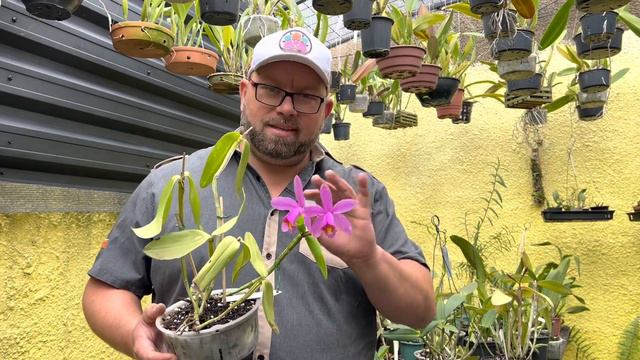 Sua Cattleya forbesii pode ser um HÍBRIDO e você nem sabe смотреть онлайн