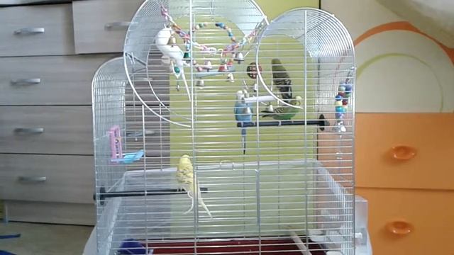 Целых пять попугаев в одной клетке смотреть онлайн