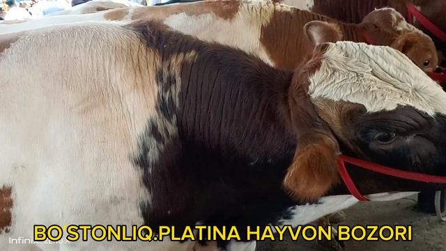 Toshkent Boʻstonliq PLATINA Hayvon Bozor Narhlari 2.07.2023 #bozor#playina#2.07.2023