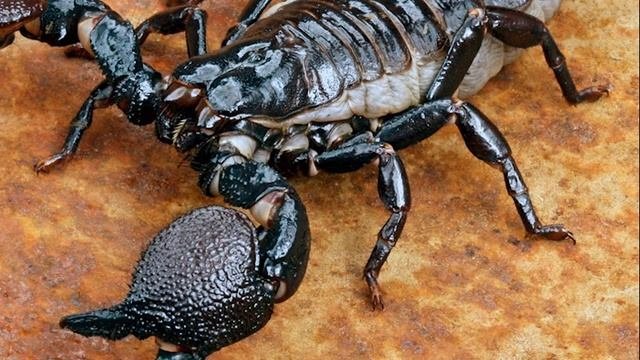 ТОП 10 самых интересных фактов о СКОРПИОНАХ