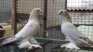 голуби сирийский такла