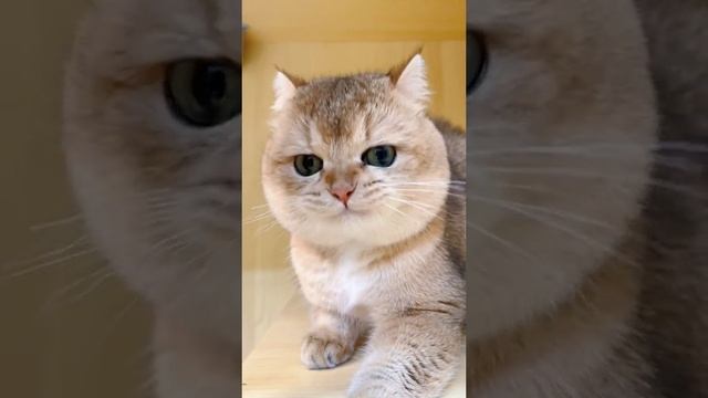 1000002082.mp4 смотреть онлайн