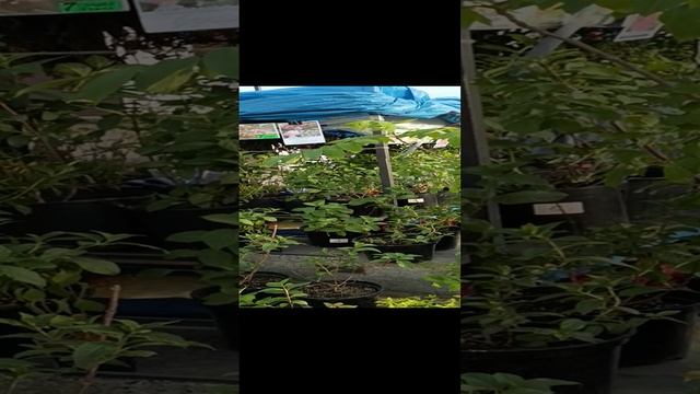 ЖИВАЯ КРАСОТА VID_20230630_195242.mp4