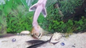 Стерлядь в аквариуме