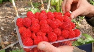 Ремонтантный сорт малины Квелли.  Более месяца после начала сбора на побегах этого года.