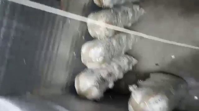 Выращивание вешенки. смотреть онлайн