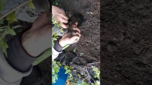 Калина БУЛЬДЕНЁЖ пересадка черенков. ЧАСТЬ 1