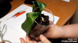 Суспензия хлореллы. Зелёное золото! Использование для орхидей