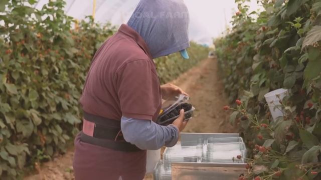 Как выращивают миллионы тонн ежевики — техника сбора ежевики в 2023 году | Noal Farm на русском смотреть онлайн