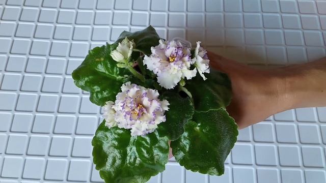 Фиалки! Почему один и тот же сорт цветет по разному? Коллекция сортовых фиалок. смотреть онлайн