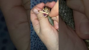 Показываю зубы змеи. Точнее, их отсутствие у каспийского полоза.