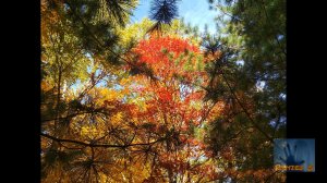 Уссурийск 2021 - Дендрарий ГТС (осень).mp4