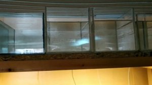 Вода для нереста аквариумных рыбок