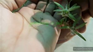 पोर्टुलाका के बीज निकालकर मिटटी में ग्रो करें आसानी से,How to collect and grow portulaca seeds