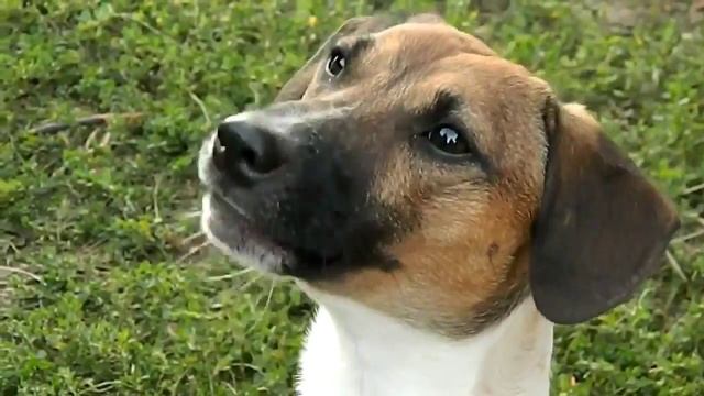 Говорящие и поющие животные!!! Суперподборка!!! Невероятно!! смотреть онлайн