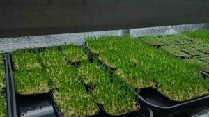 Как продавать микрозелень? Часть 2. Выращивание микрозелени, оборудование и материалы