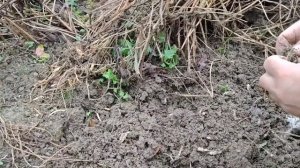 Стахис, уникальное съедобное растение.