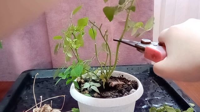 Почему желтеют листья у розы?