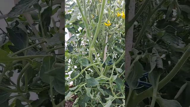 🍅 Пасынкую томаты