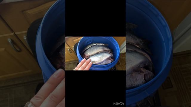 Сельдь пряного посола. Малосольная сельдь. Рецепт в домашних условиях смотреть онлайн