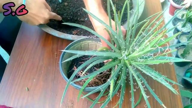 Agave filifera succulent plant repotting смотреть онлайн