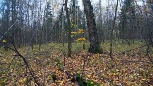 УЖАС!!! ПОПАЛ В НЕХОЖЕНОЕ ГРИБНОЕ МЕСТО! БЕЛЫЕ ГРИБЫ ПОЛЯНАМИ В ОКТЯБРЕ! Сбор грибов осенью 2022!