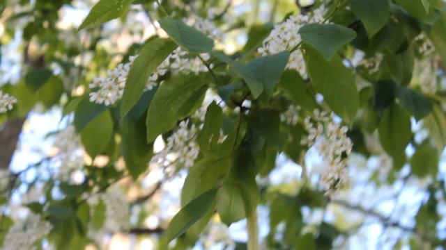 Весна решила наступить! Цветет черёмуха! 2017 смотреть онлайн