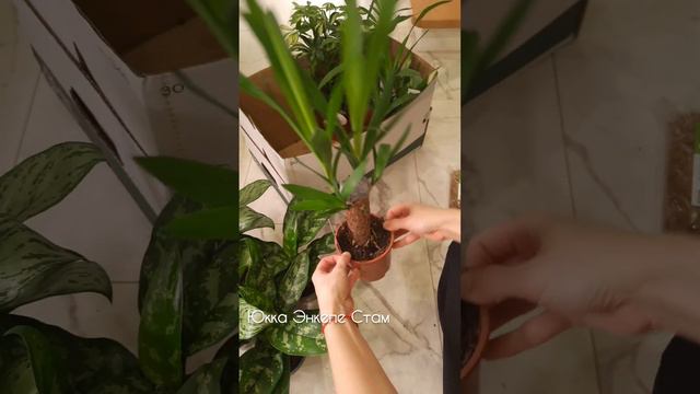 Обзор новых растений - 18 декабря 2023 года #поставка #аглаонема #шеффлера #спатифиллум #юкка #обзо